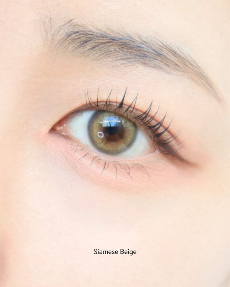 Uria Siamese Beige Brown Cat Eye 6-Month Colored Contacts